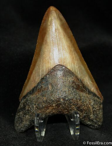 Inch Megalodon Tooth From Georgia #1168